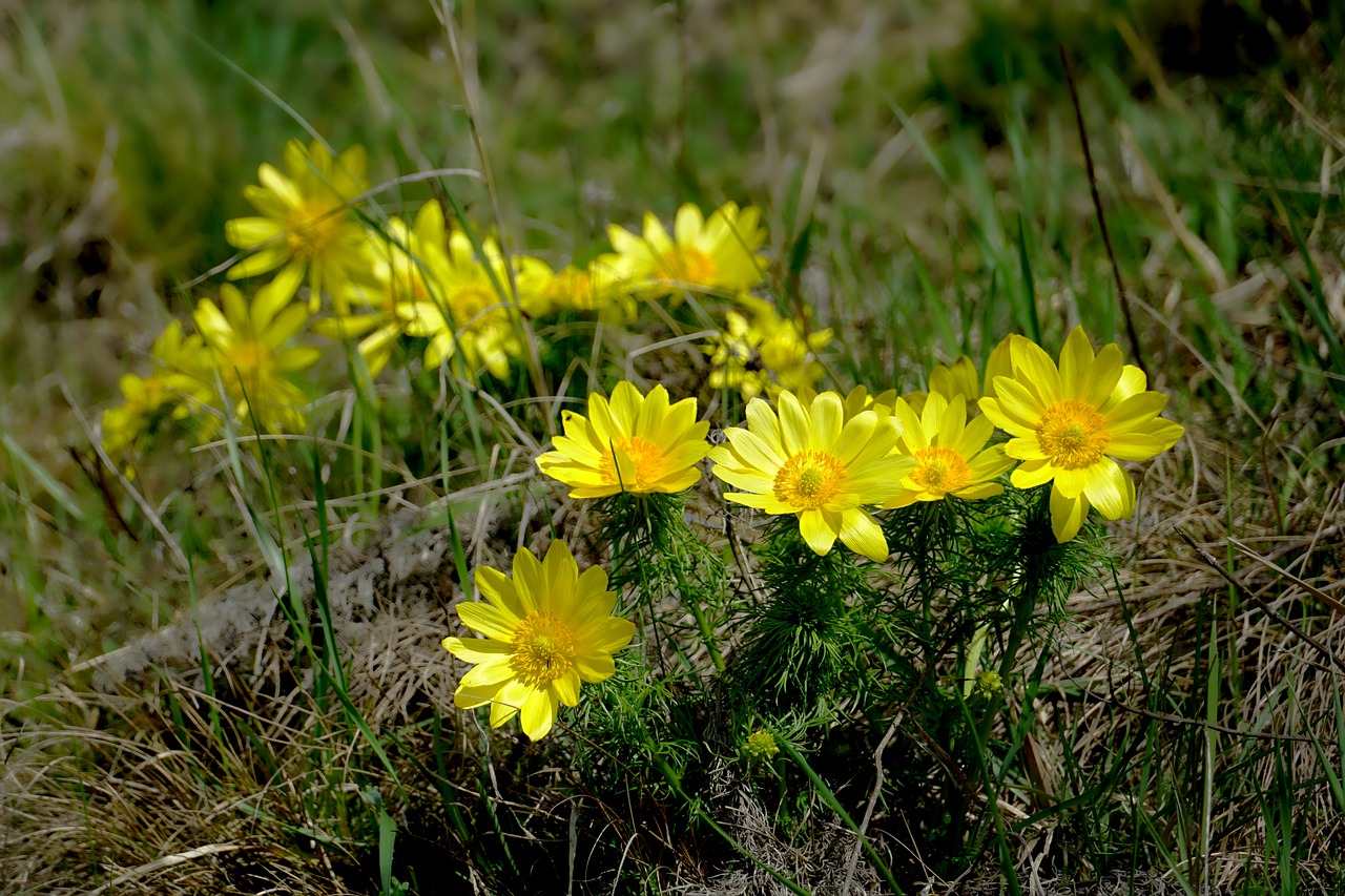 nature  flower  yellow adonis free photo