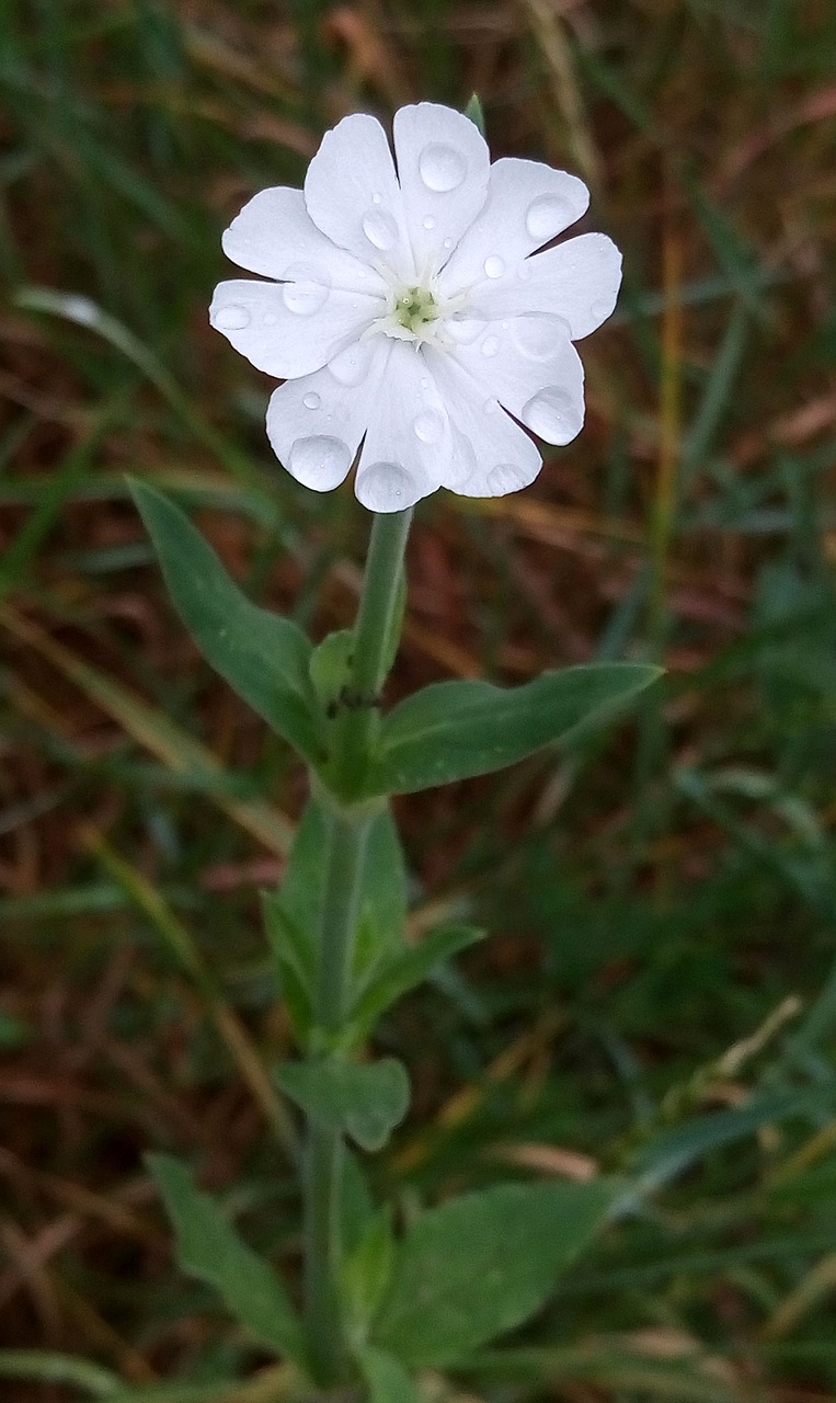 nature  flower  plant free photo