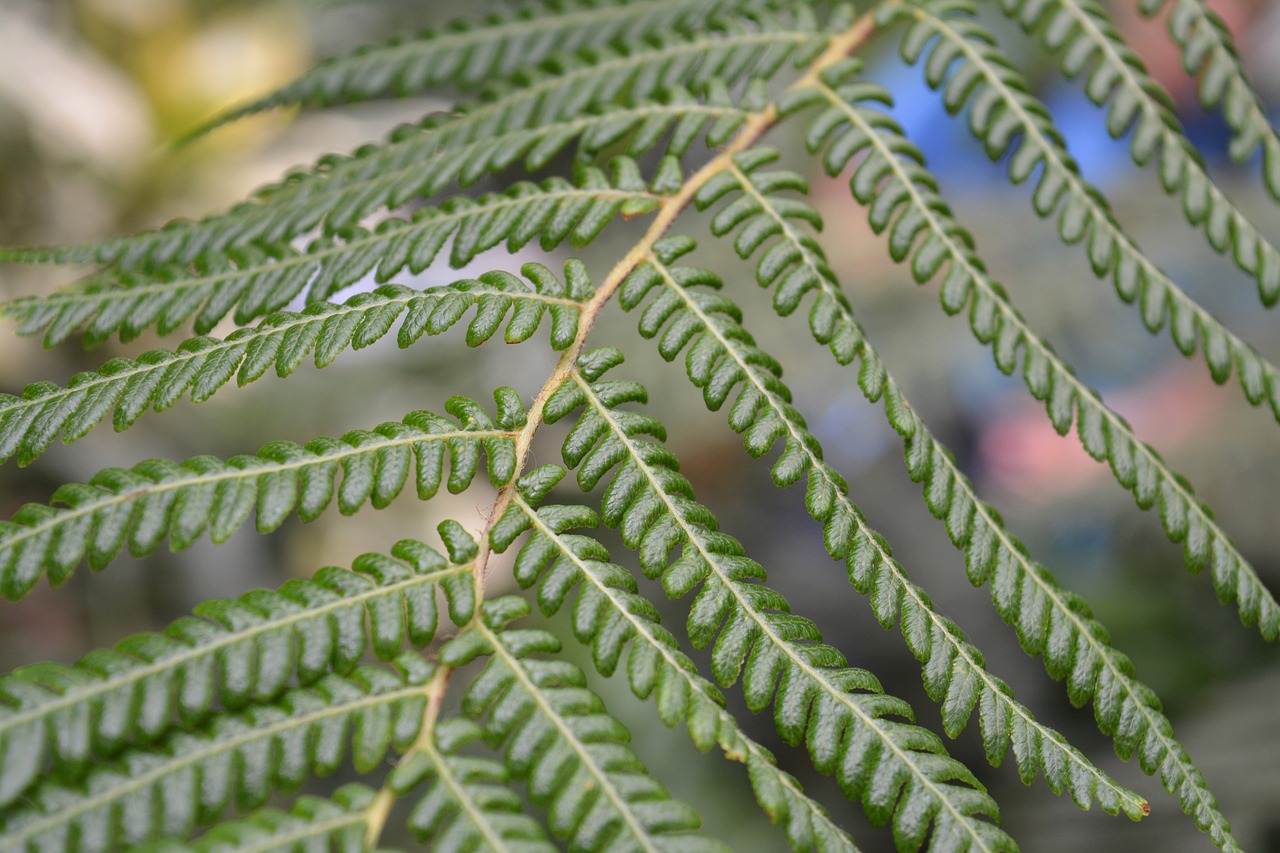 nature  leaf  plant free photo