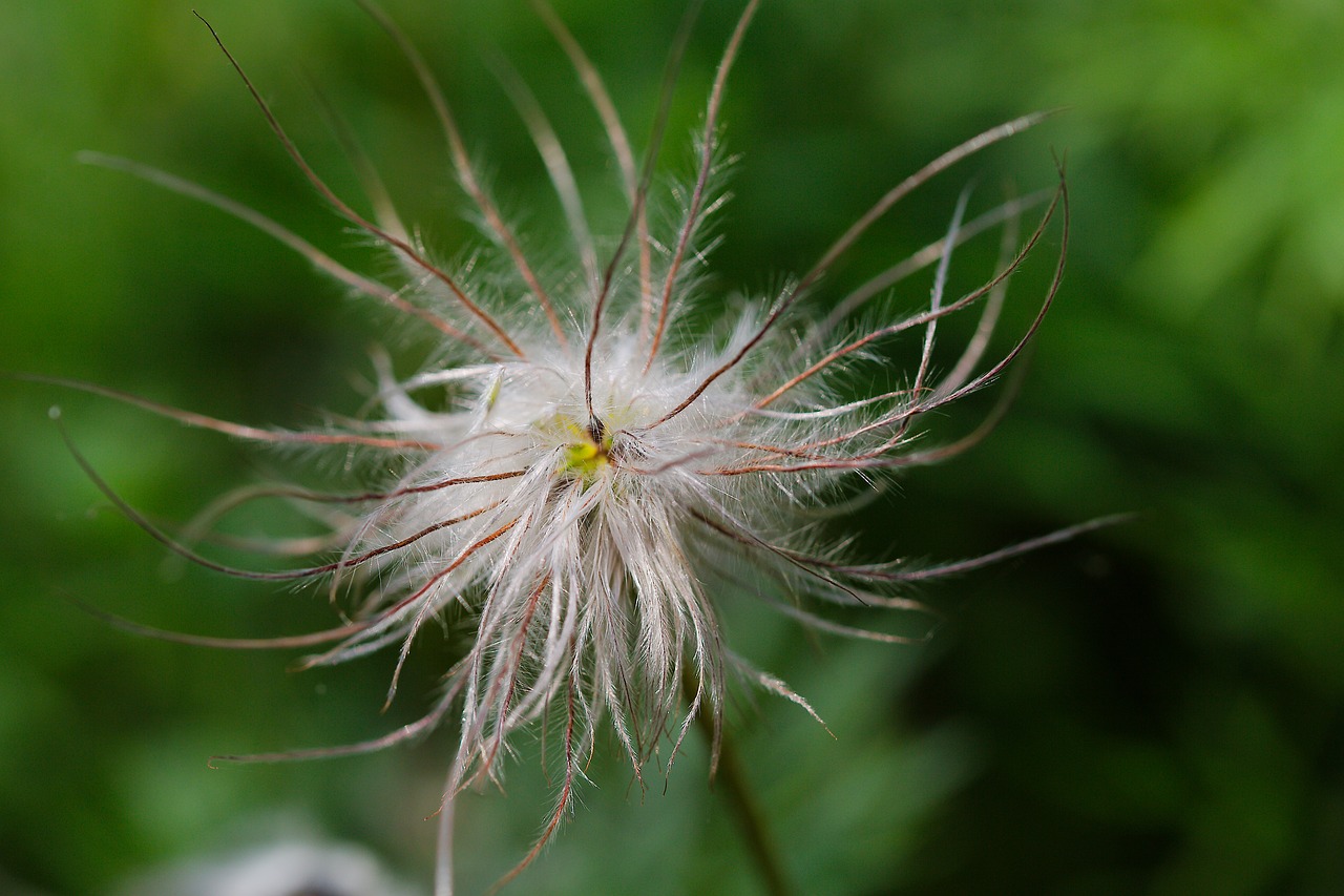 nature  plant  summer free photo