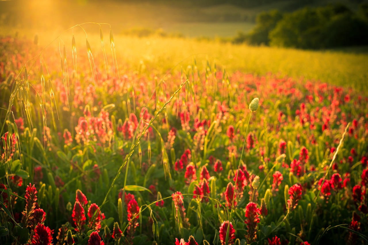 nature  flower  field free photo