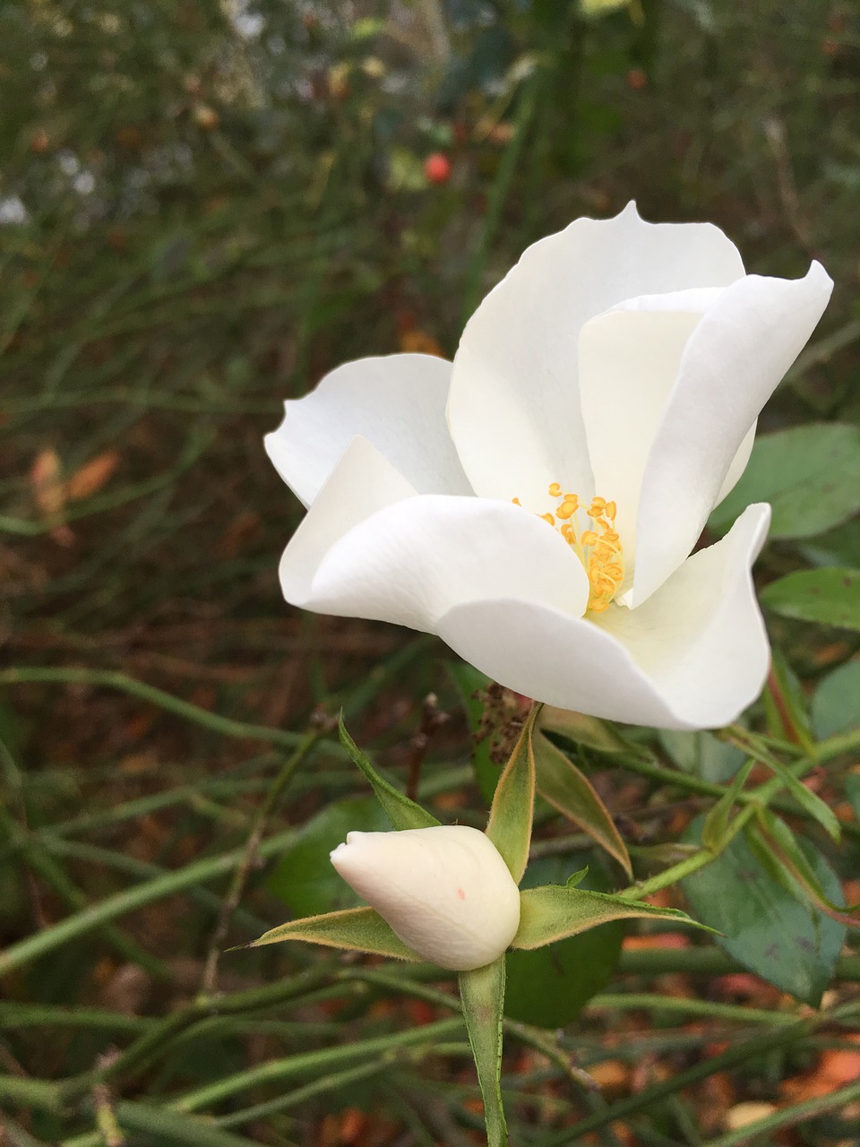 nature  flower  plant free photo