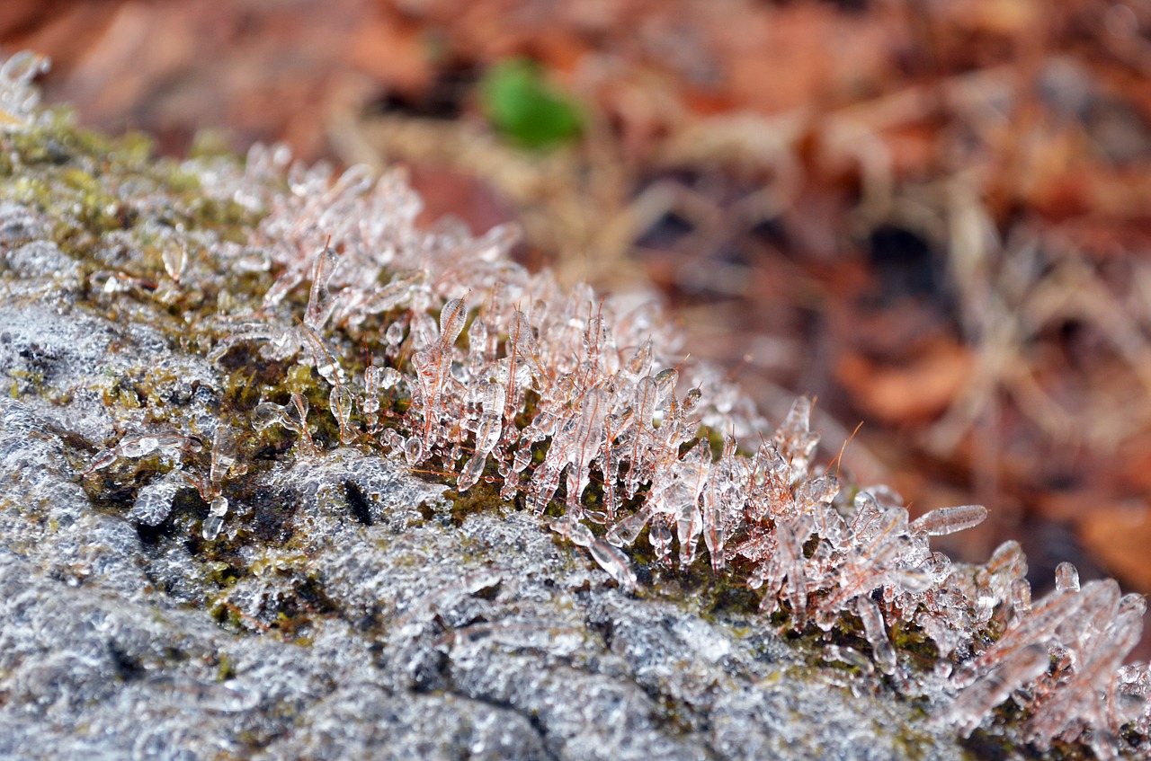 nature  frozen moss  moss free photo