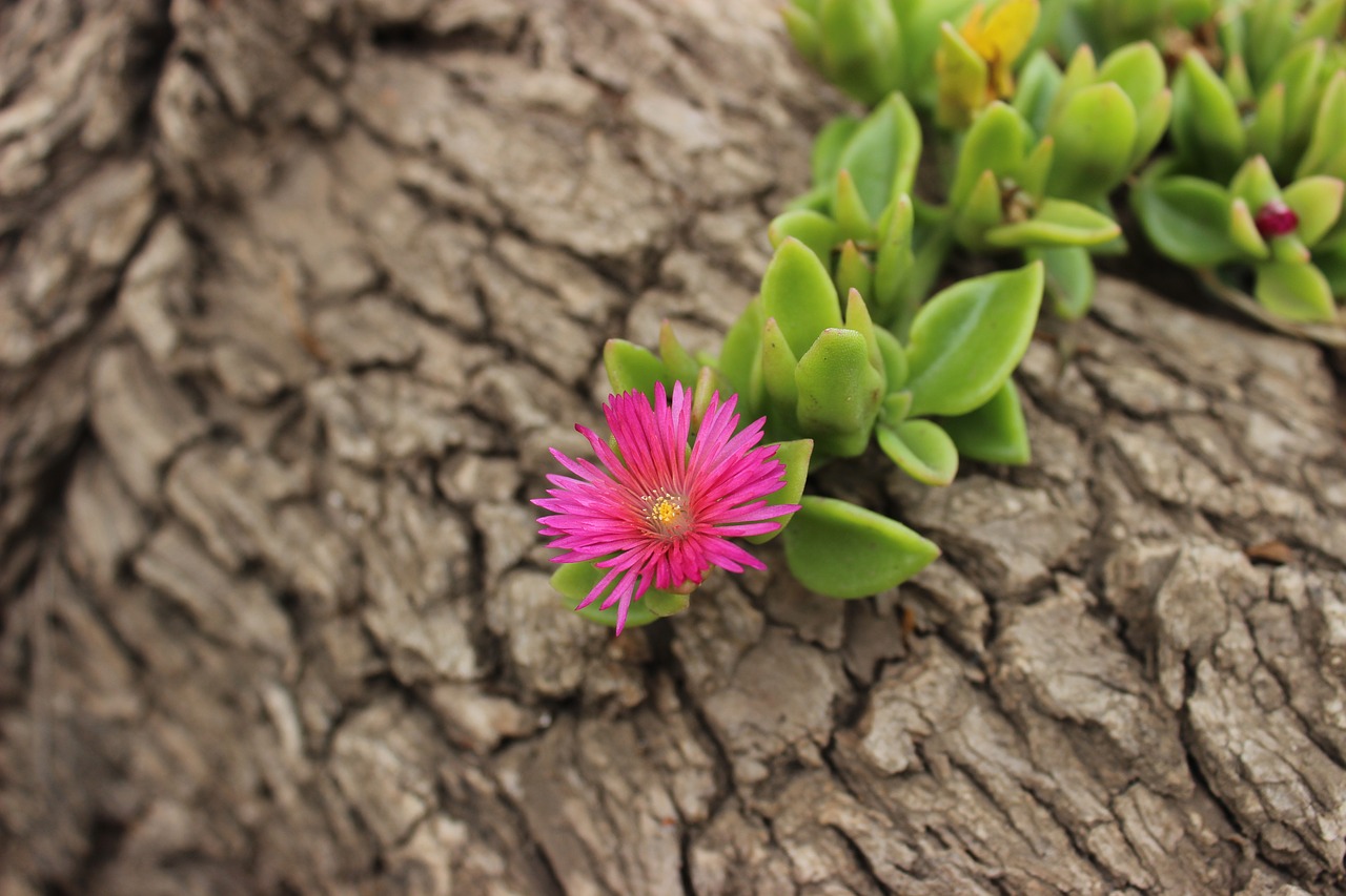 nature  plant  flower free photo