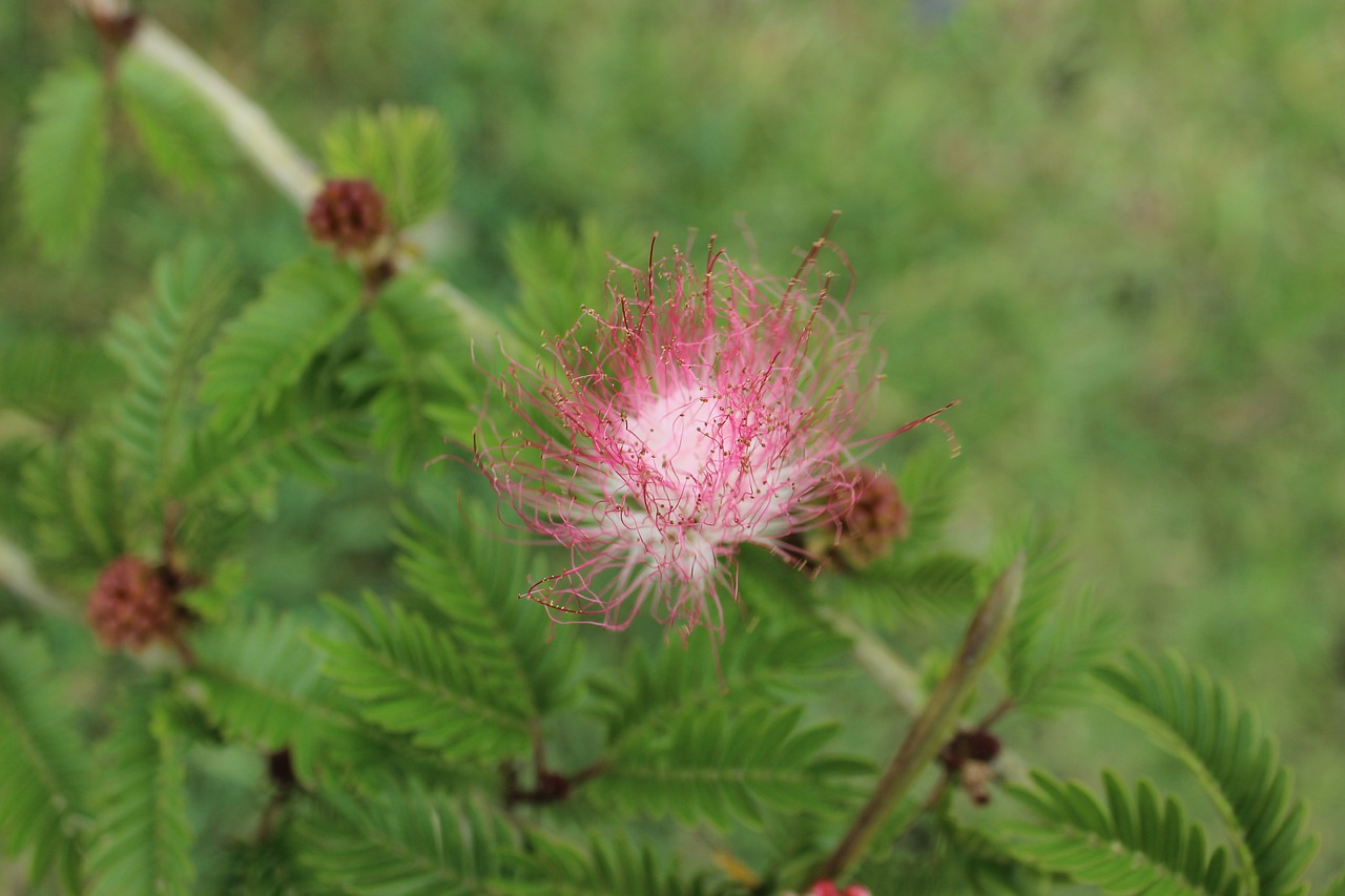 nature  summer  plant free photo