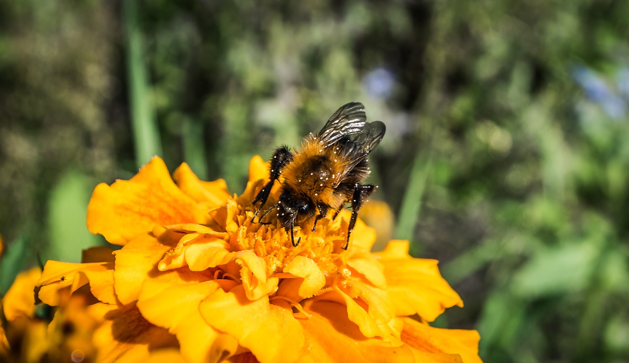 nature  flower  summer free photo