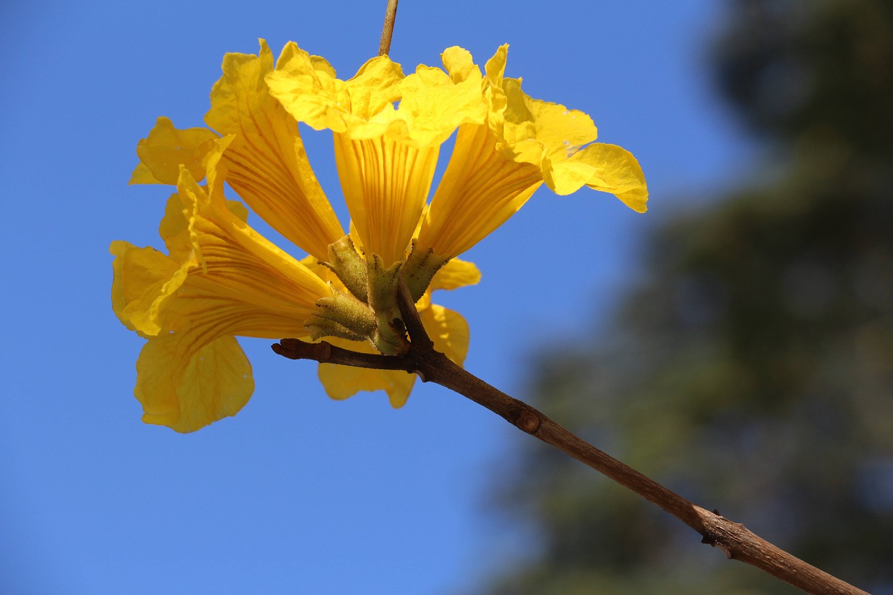 nature  outdoor  plant free photo