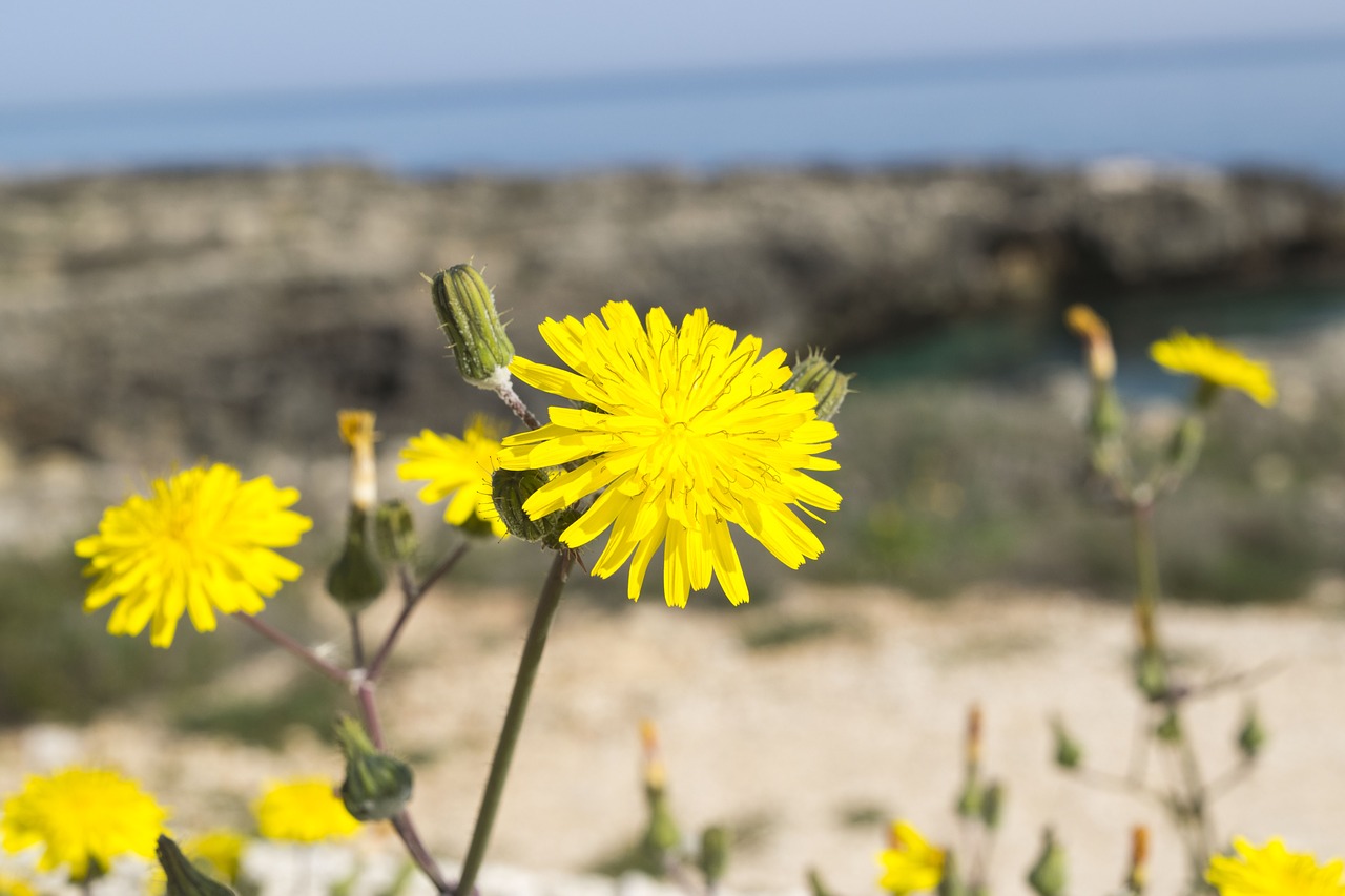 nature  summer  outdoors free photo