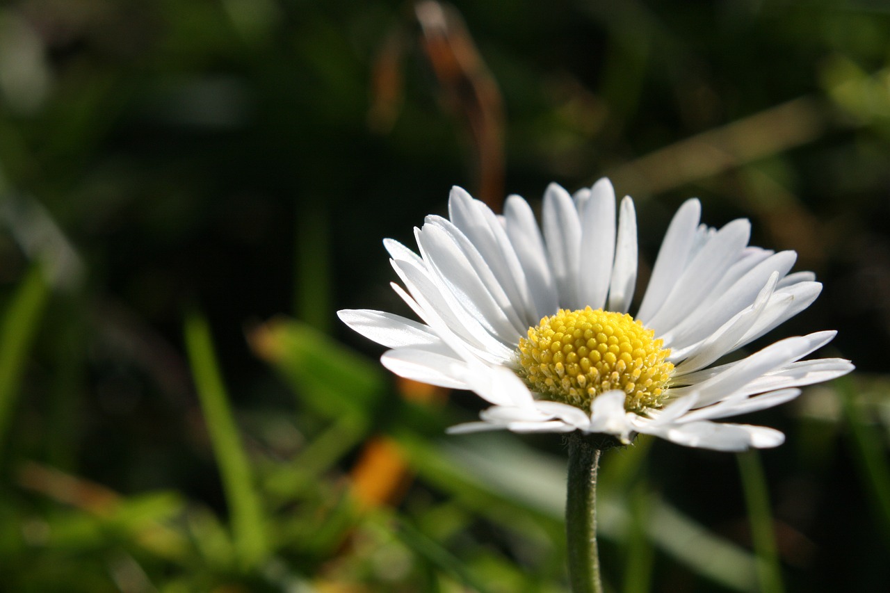 nature  plant  flower free photo