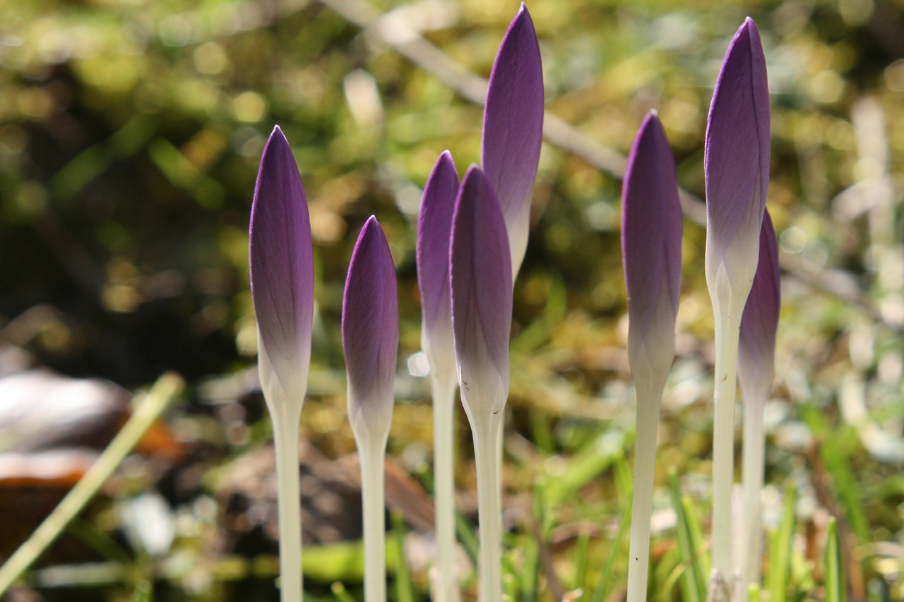 nature  flower  plant free photo