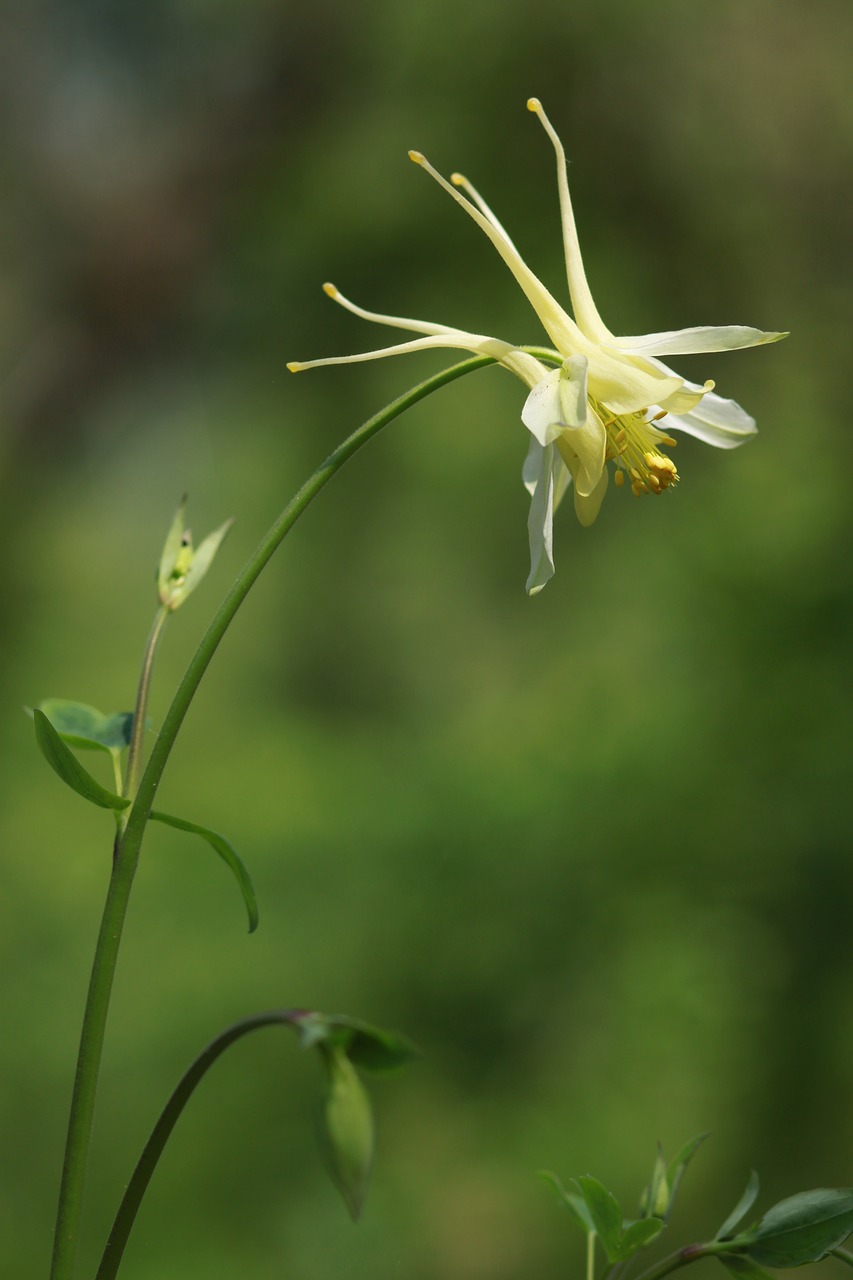 nature  plants  flowers free photo