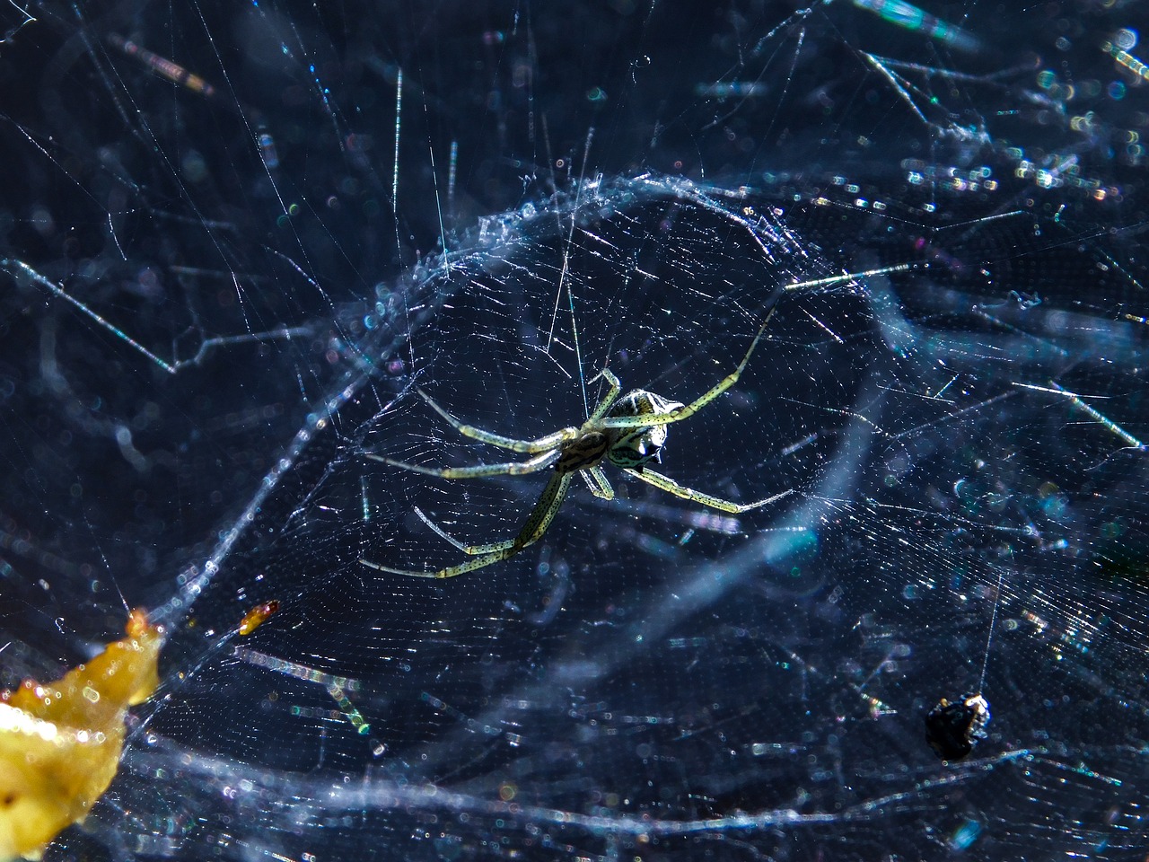 nature  spider  horizontal free photo