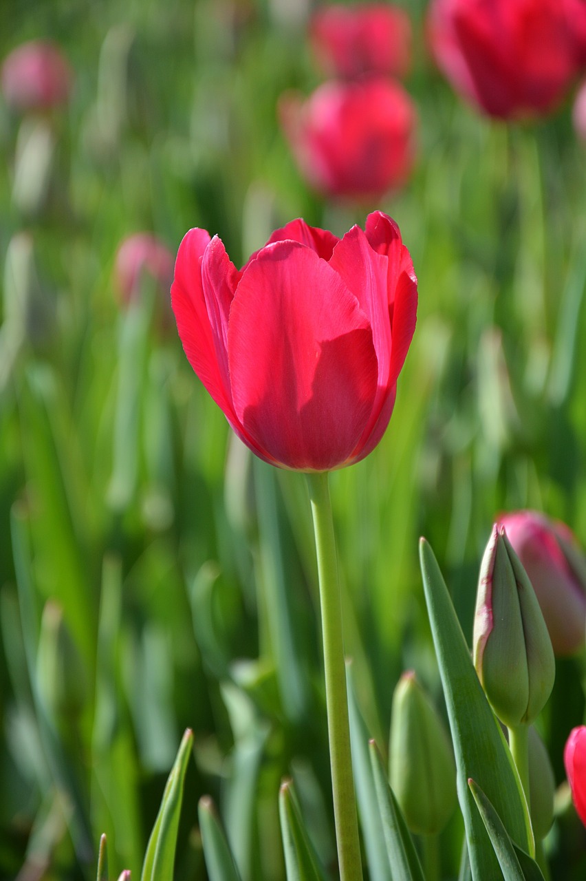 nature  plant  flower free photo