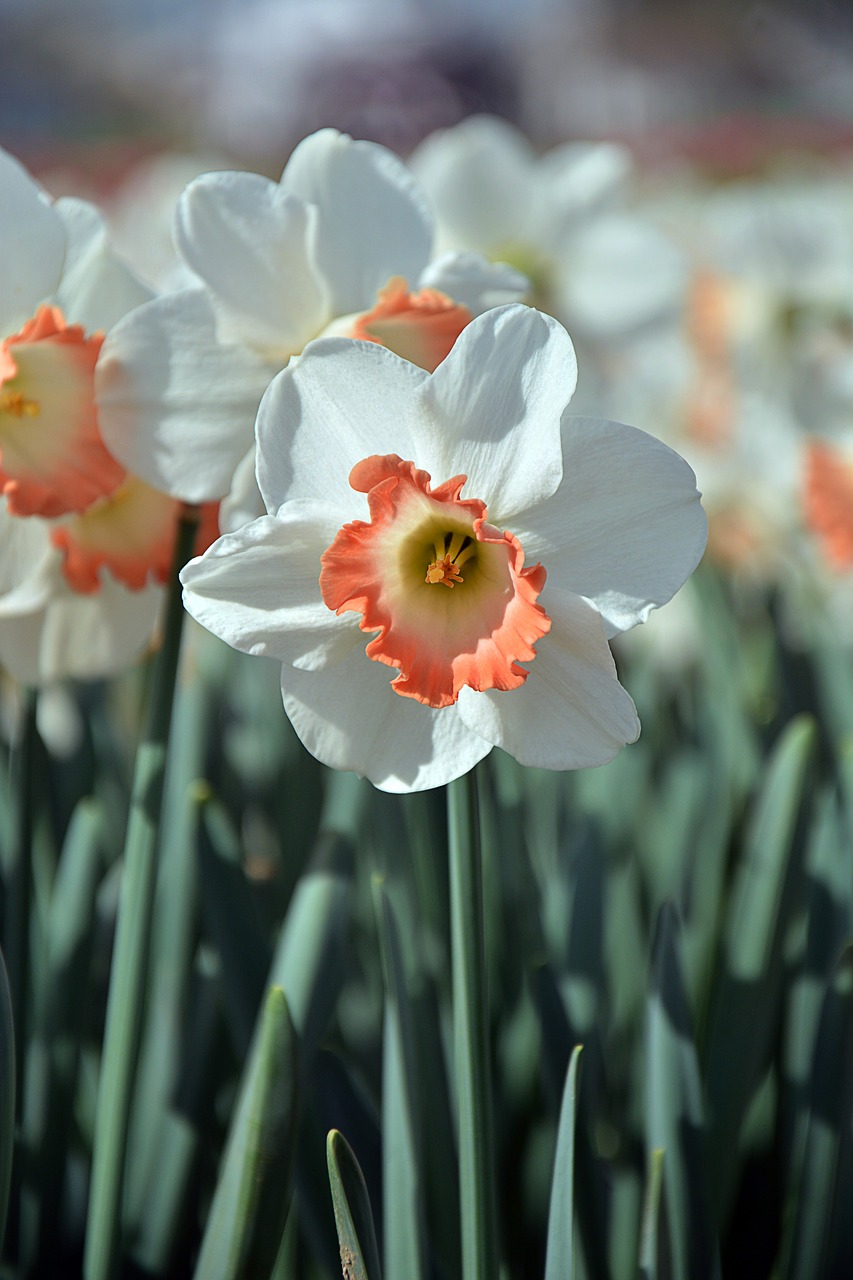 nature  plant  flower free photo