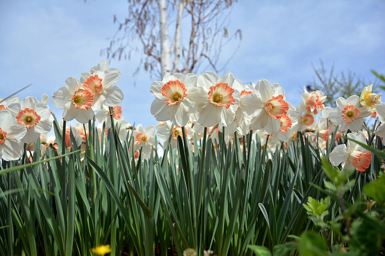 nature  plant  flower free photo