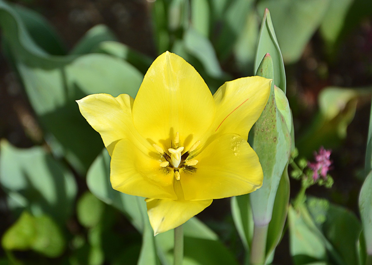 nature  plant  flower free photo