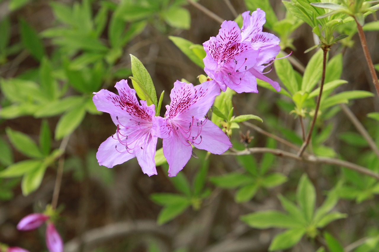 nature  plants  flowers free photo