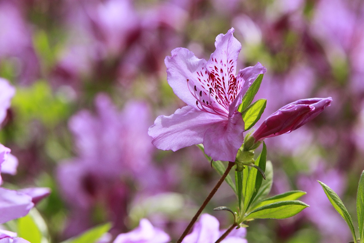 nature  flowers  plants free photo