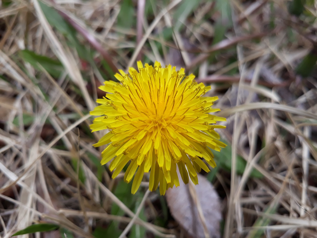 nature  plants  outdoors free photo