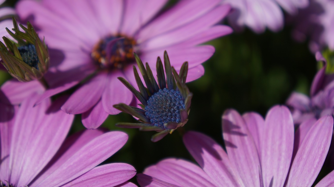 nature  flower  flora free photo