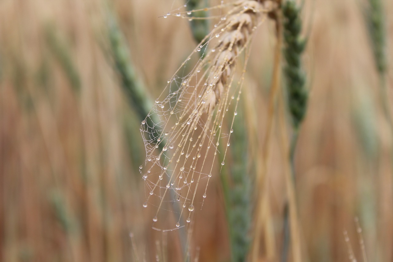 nature  closeup  outdoors free photo