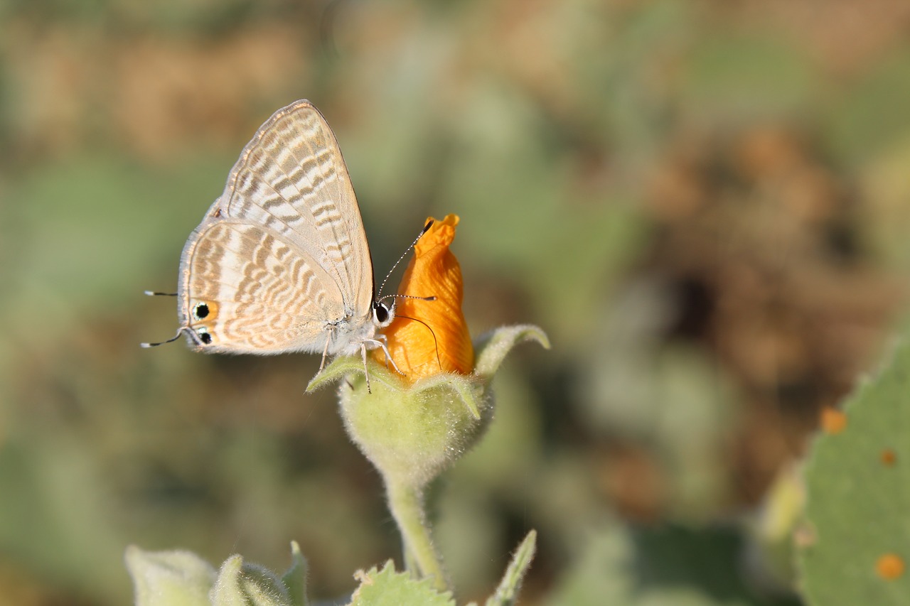 nature  butterfly  outdoors free photo