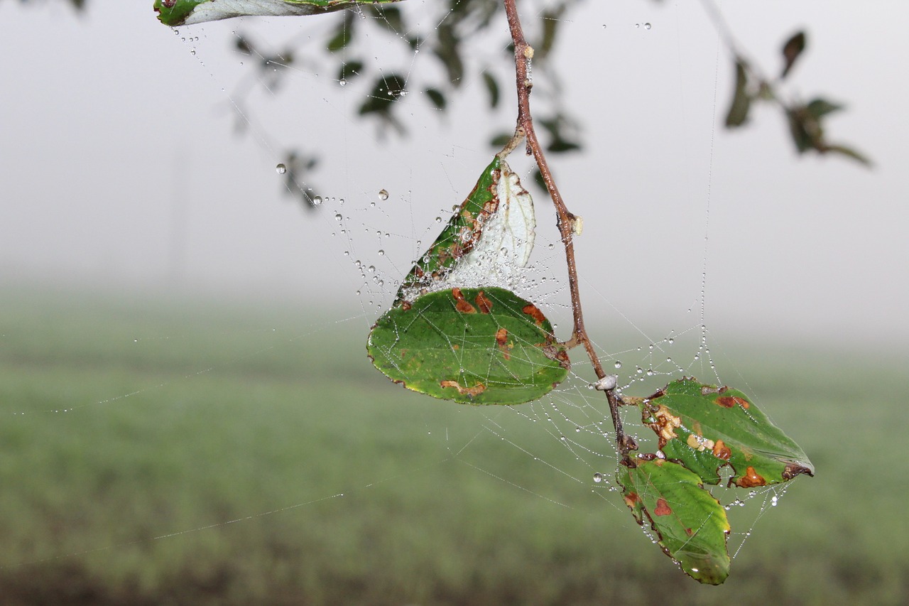 nature  leaf  tree free photo