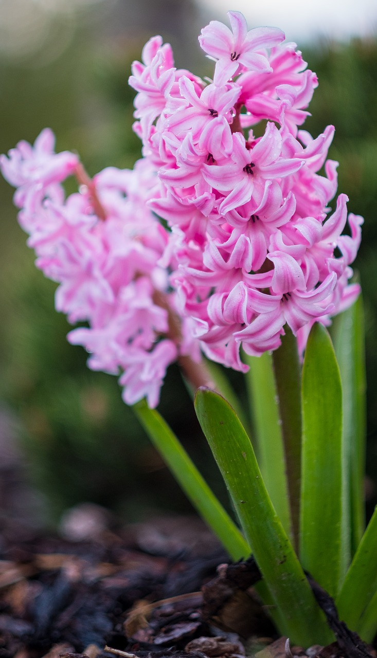 nature  flower  plant free photo