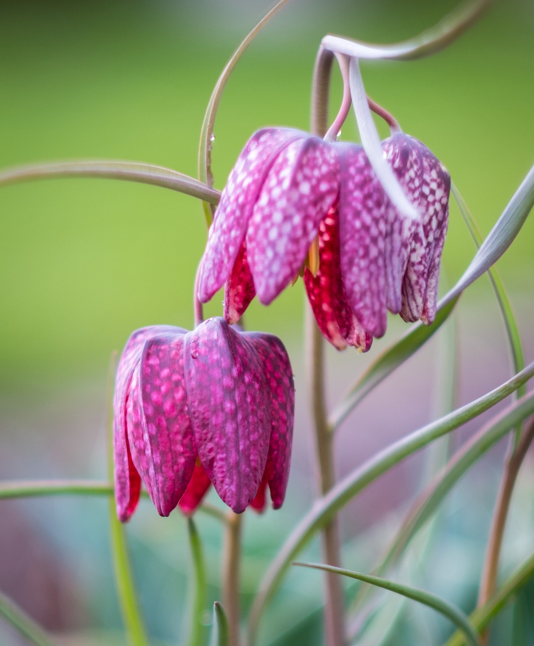 nature  flower  plant free photo