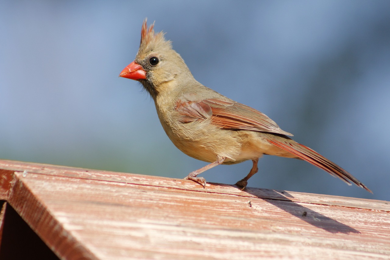 nature  bird  wildlife free photo