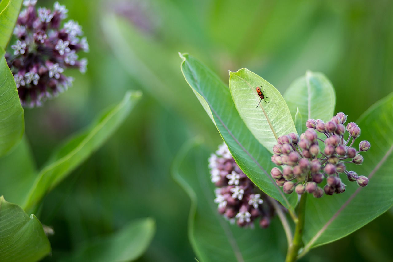 nature  flora  flower free photo