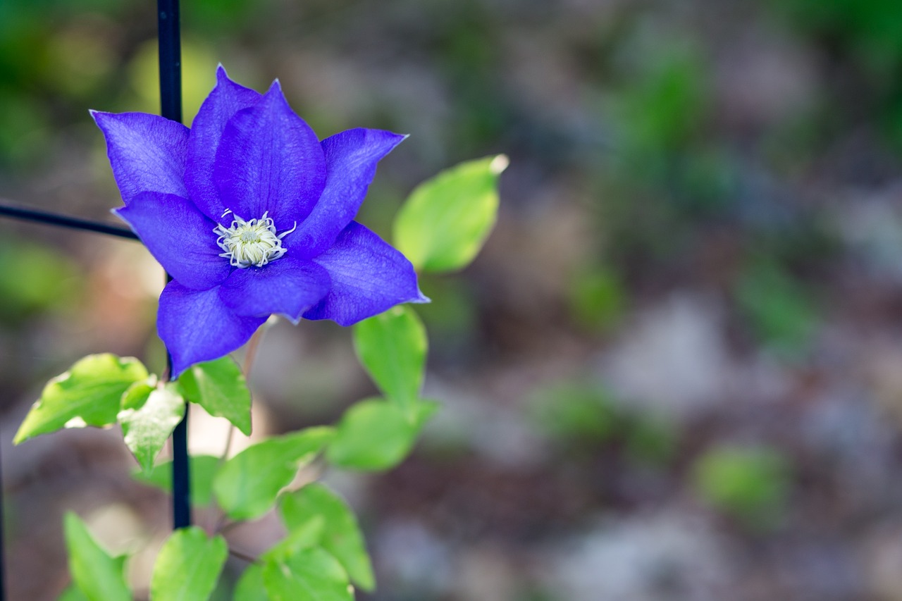 nature  flower  flora free photo