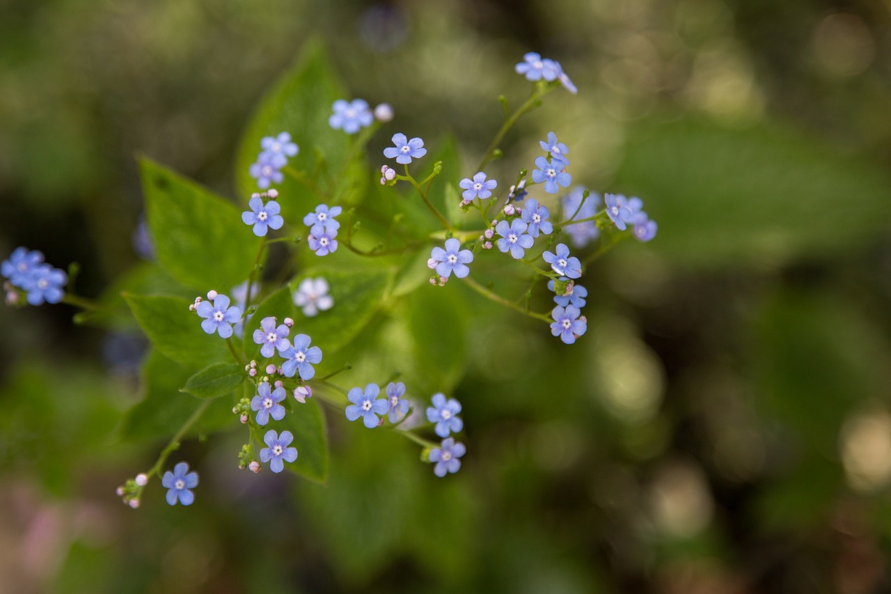 nature  flower  flora free photo