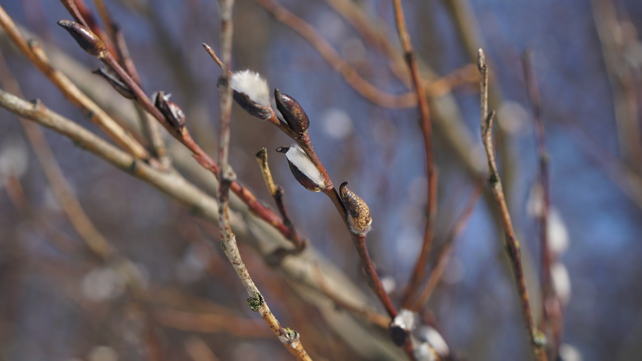 nature  tree  outdoors free photo