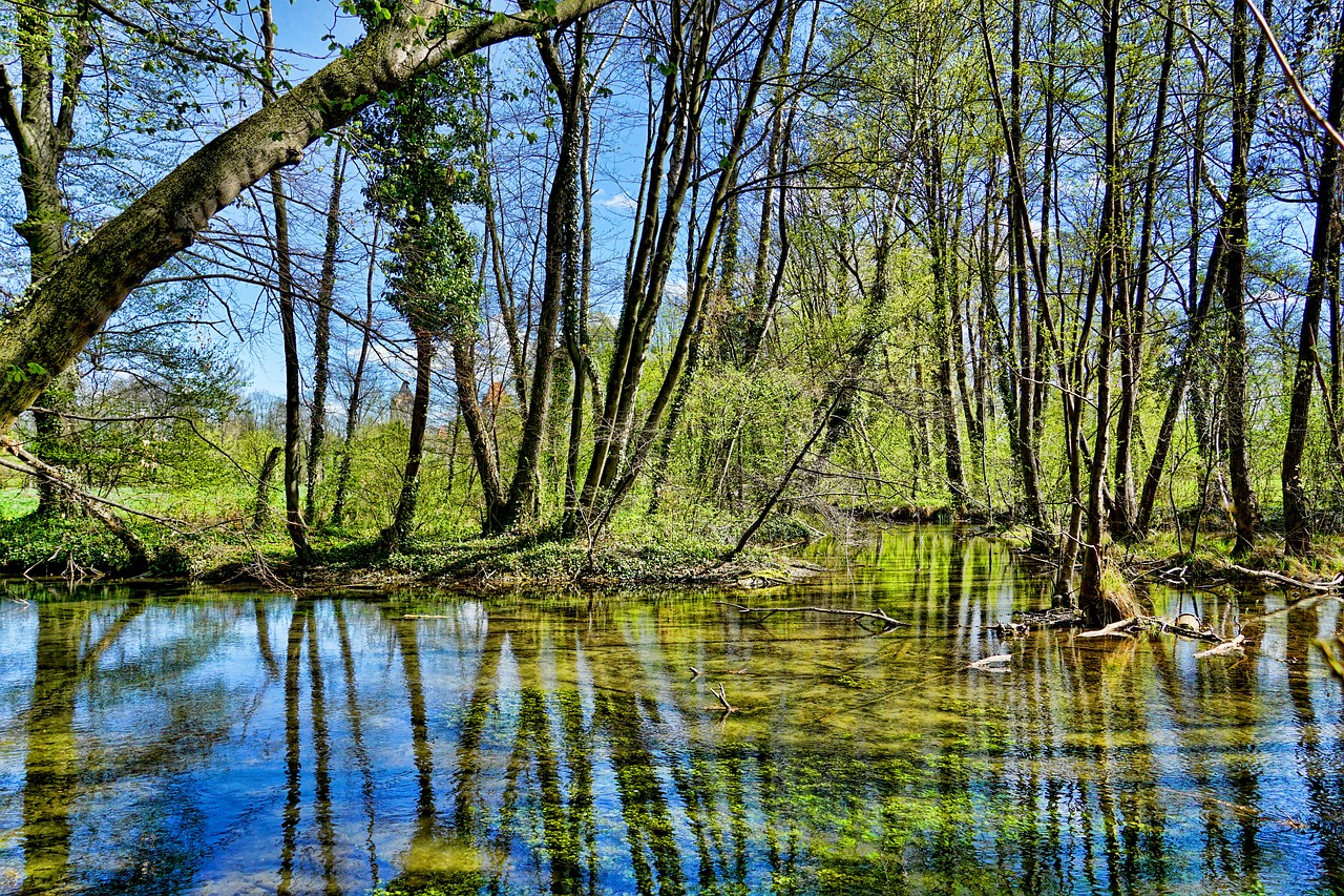 nature  waters  wood free photo