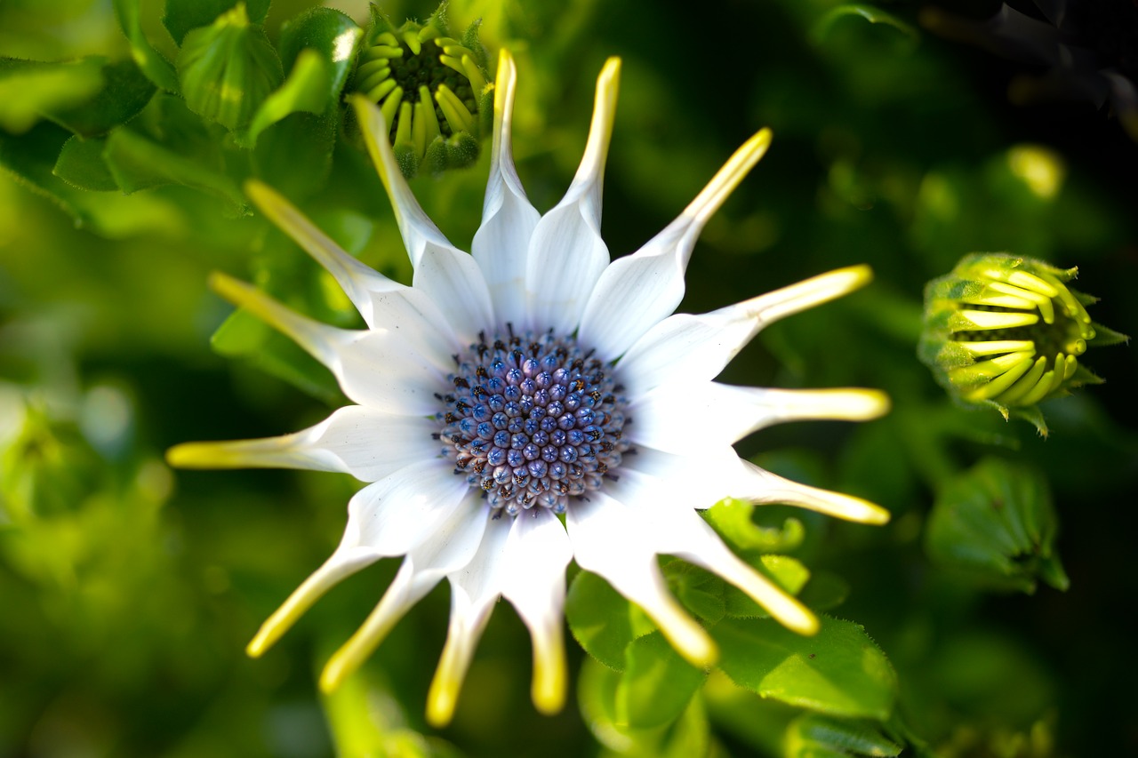 nature  flora  flower free photo