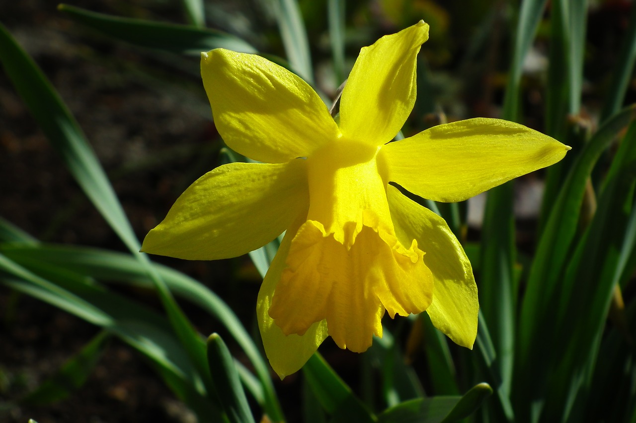 nature  plant  flower free photo