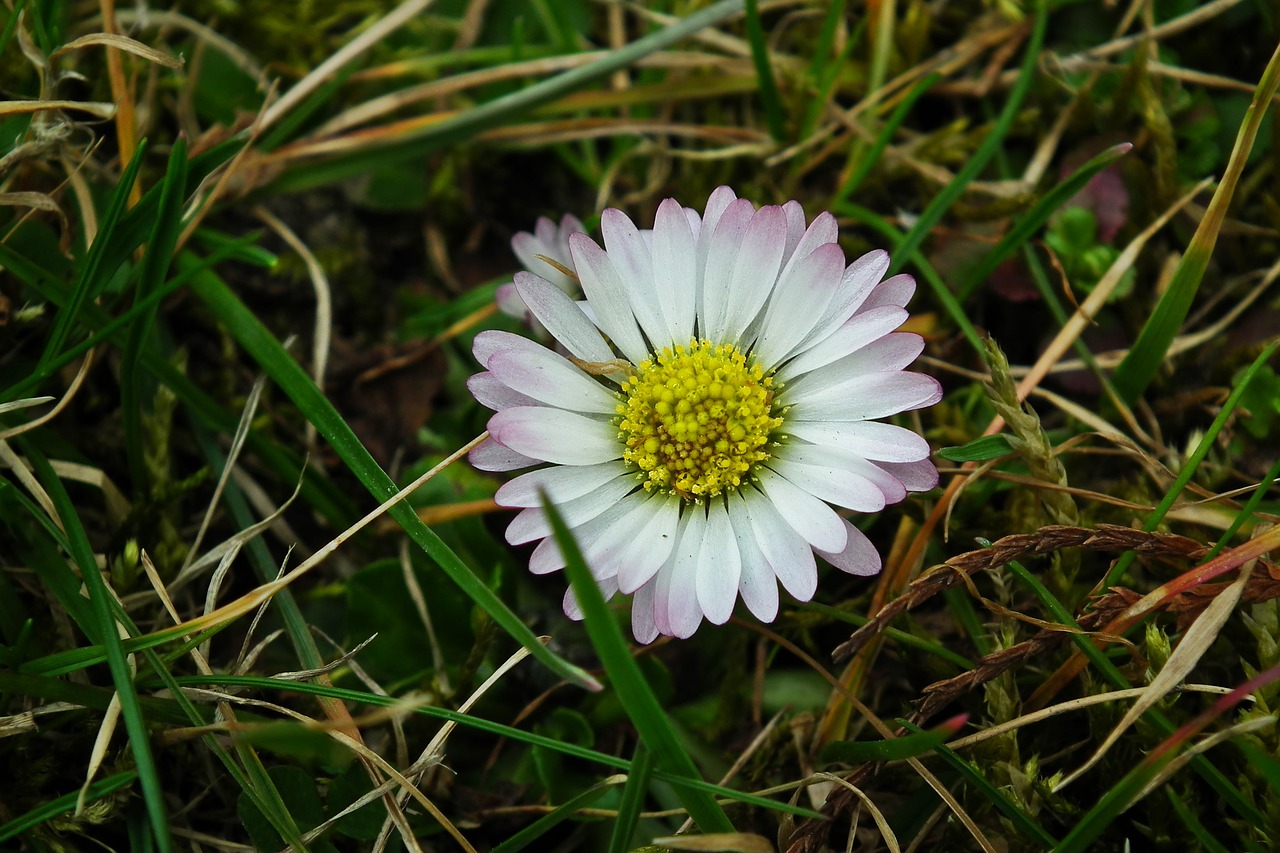 nature  plant  lawn free photo