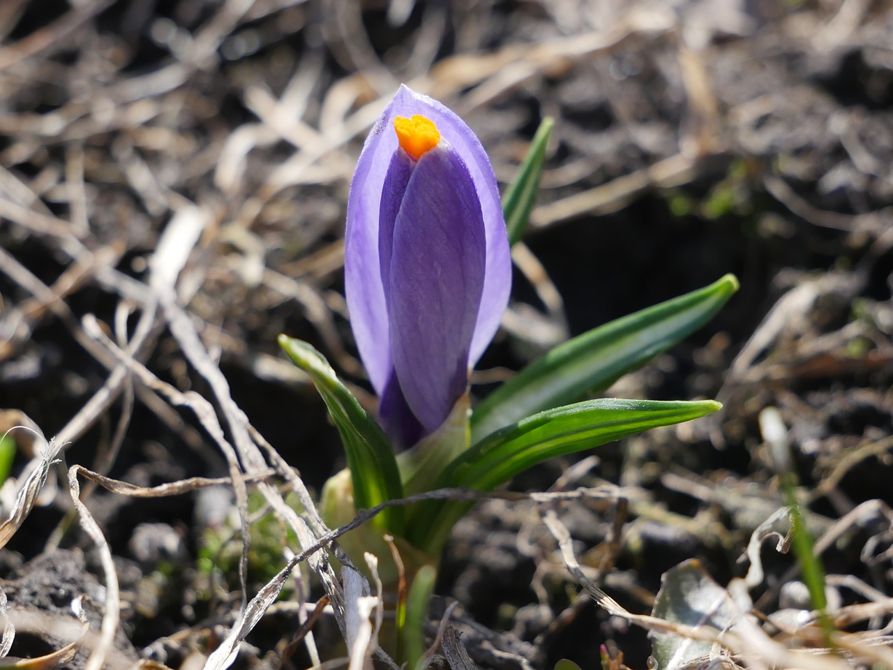 nature  flowers  bud free photo