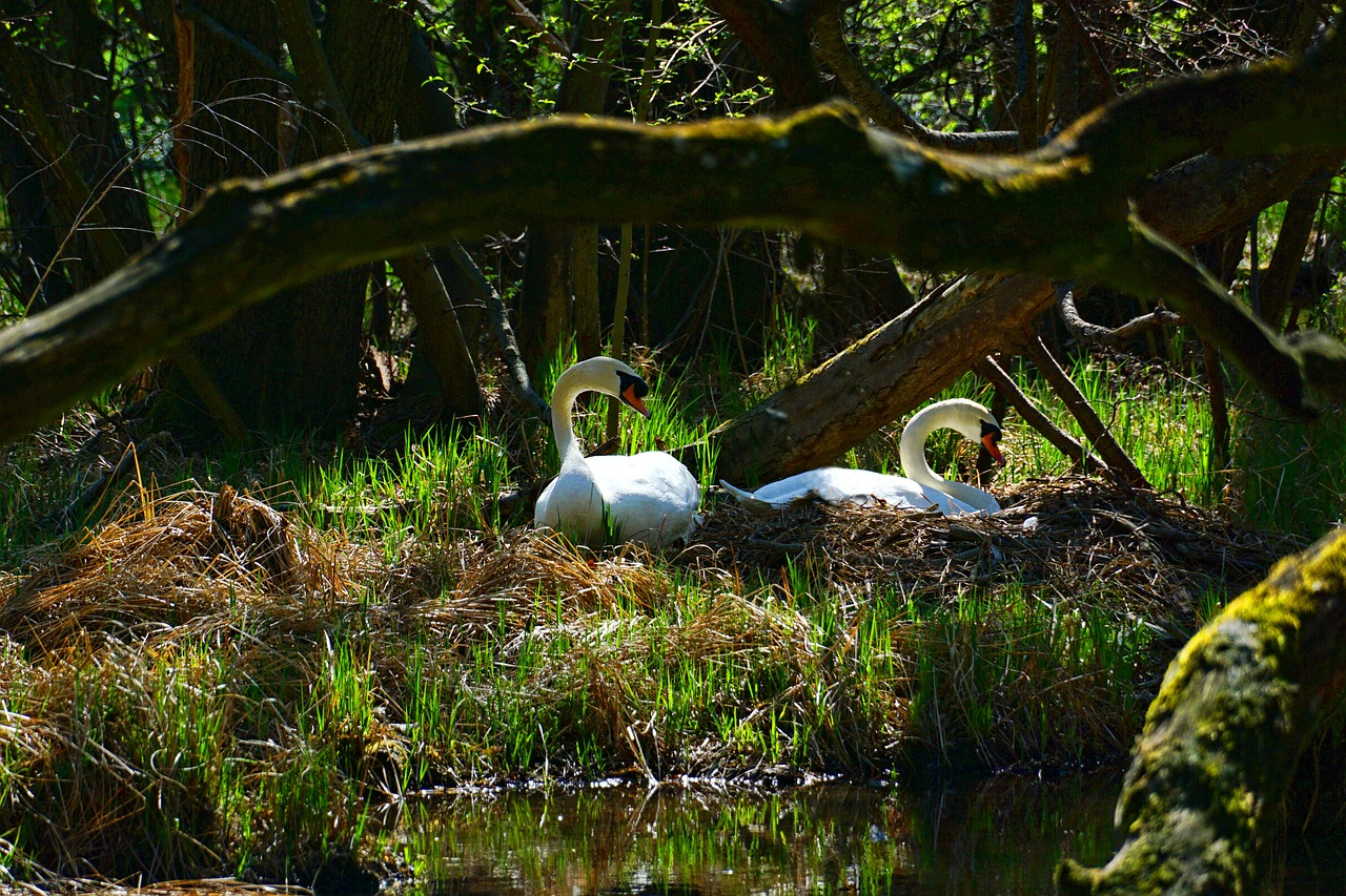 nature  waters  swan pair free photo