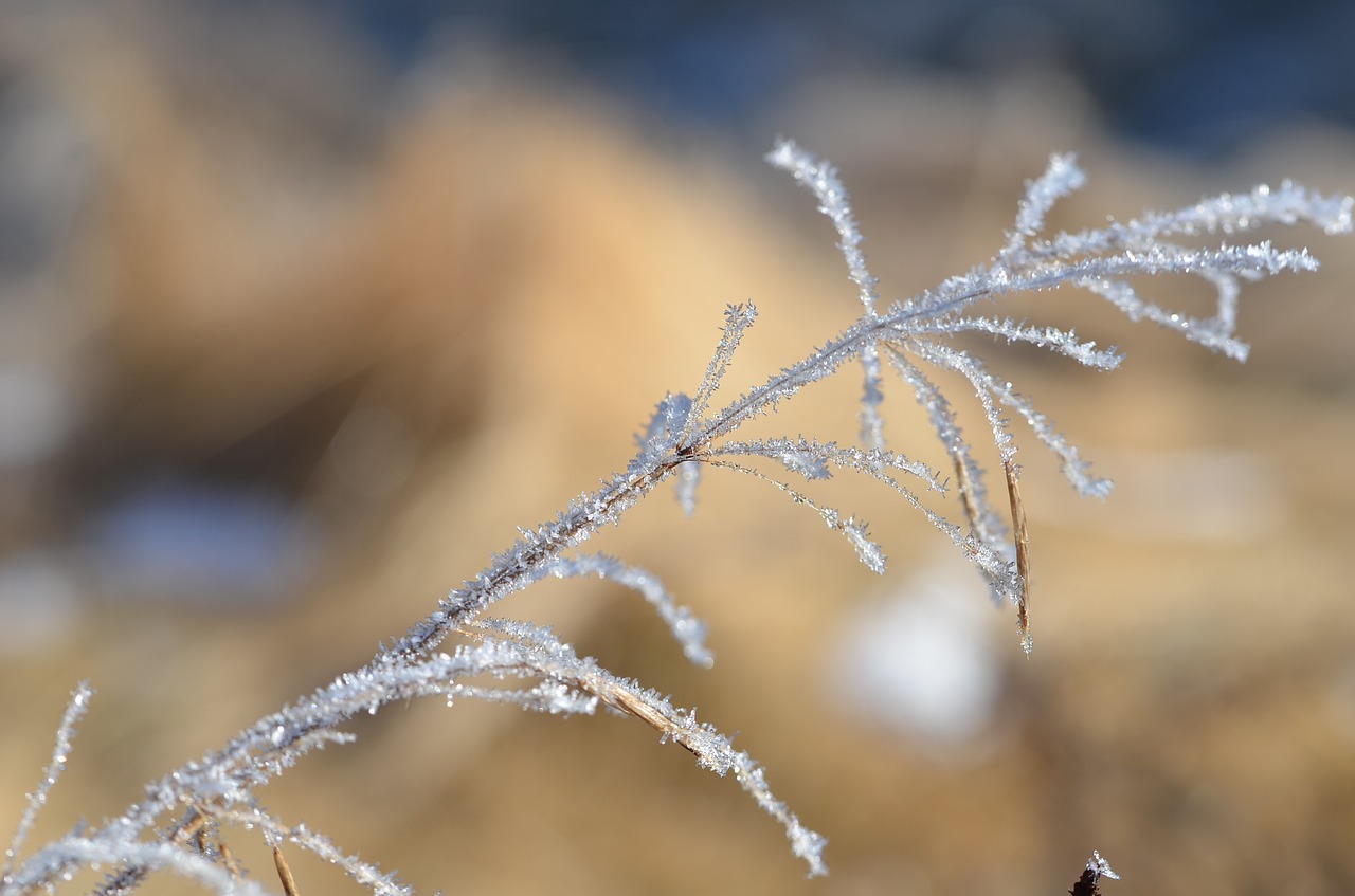 nature  frost  winter free photo