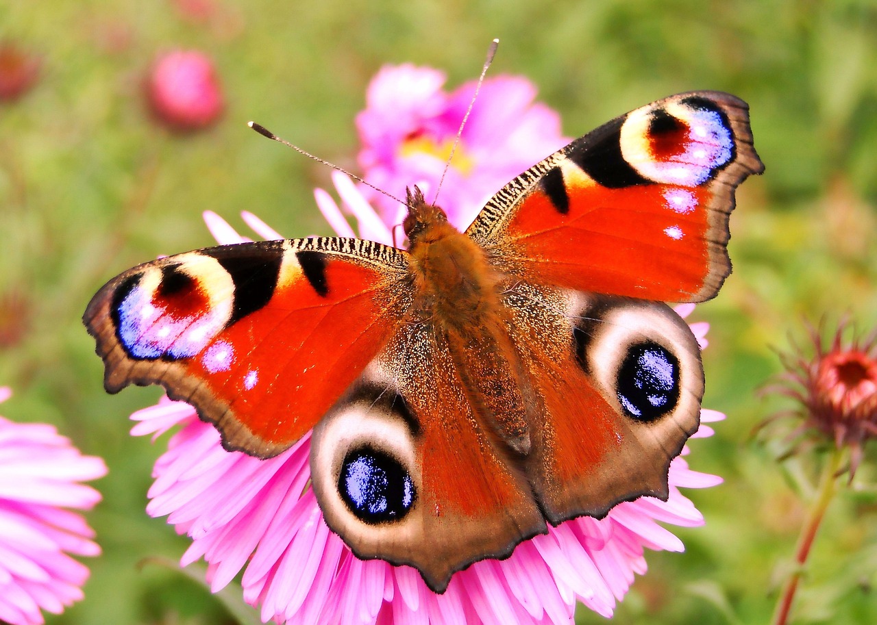 nature  butterfly day  insect free photo