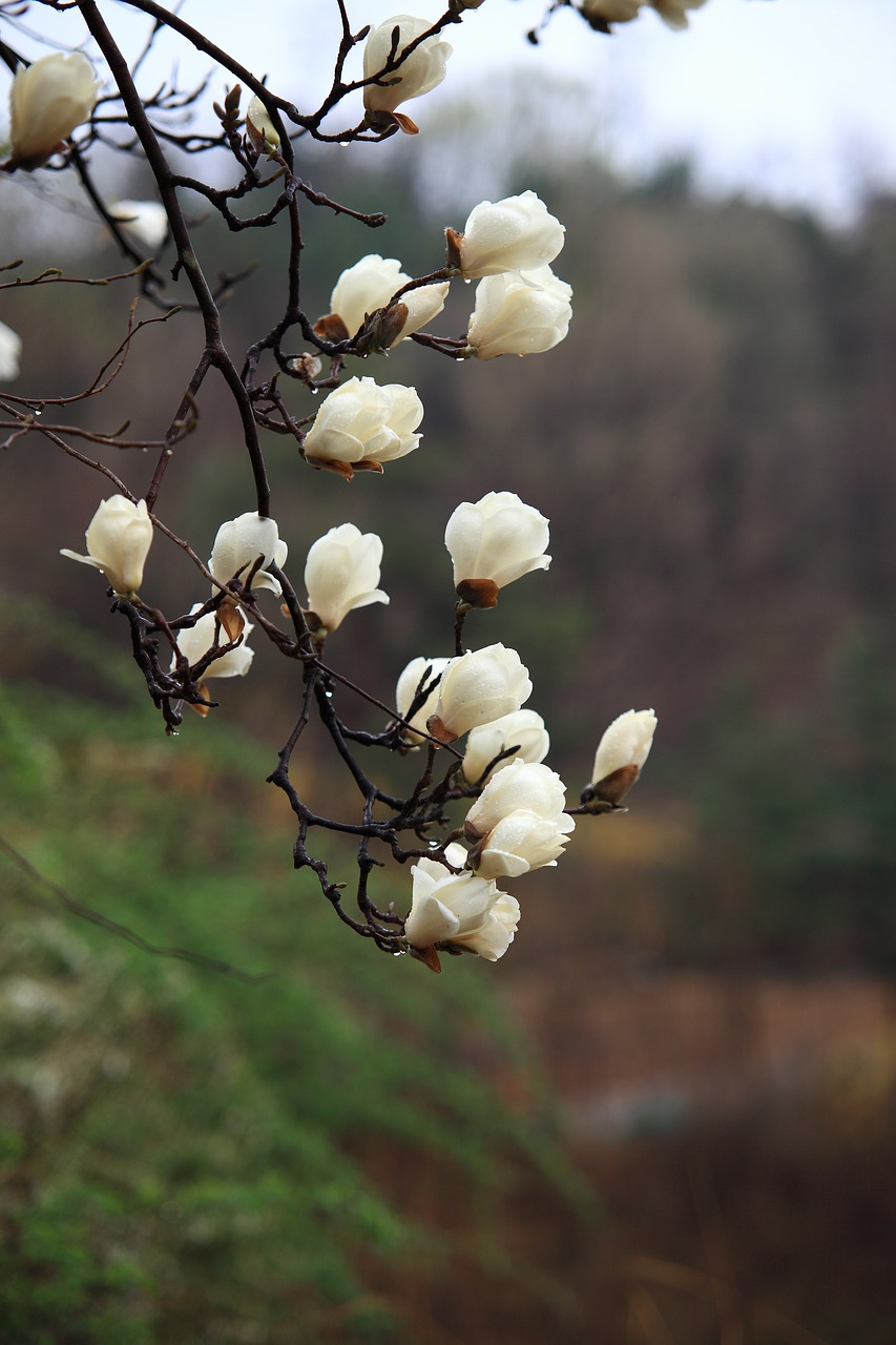 nature  wood  flowers free photo