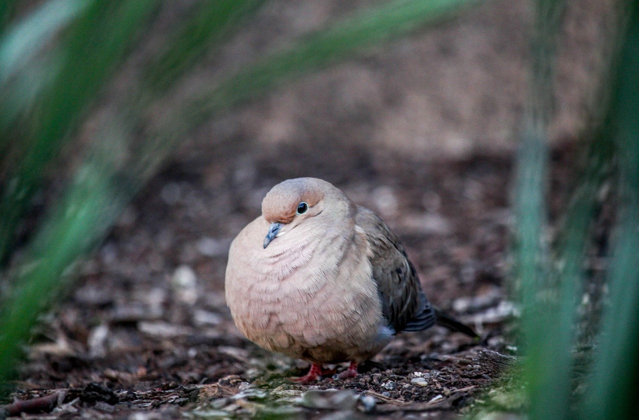 nature  bird  wildlife free photo