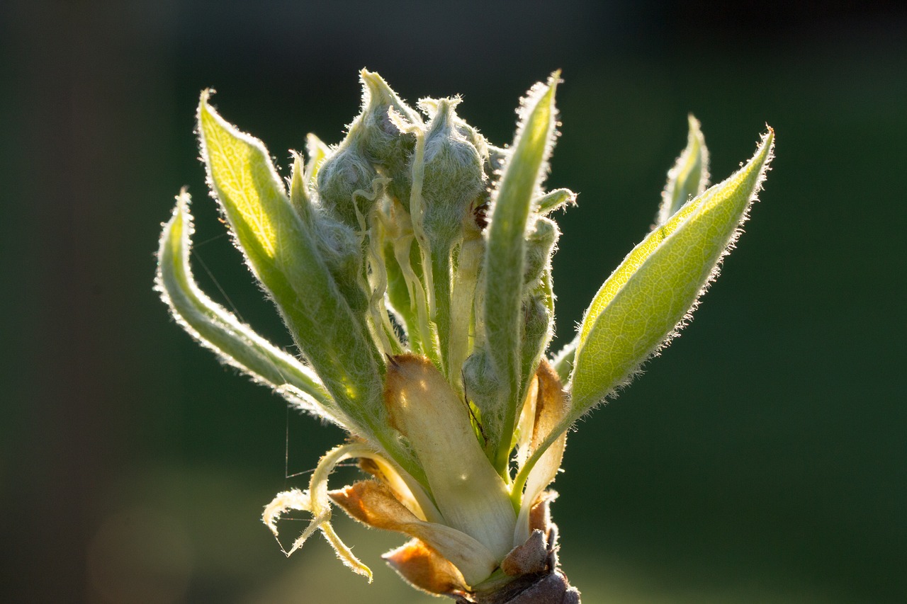 nature  plant  leaf free photo