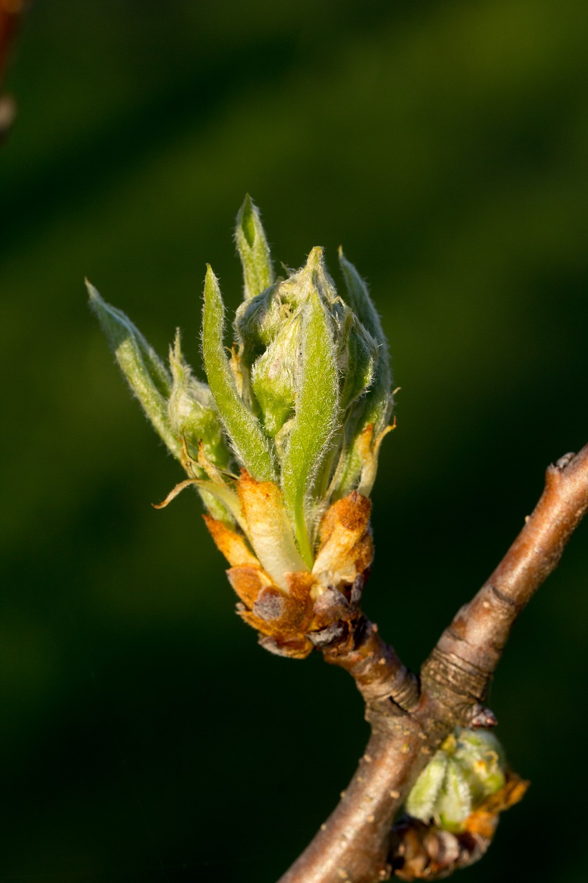 nature  leaf  plant free photo