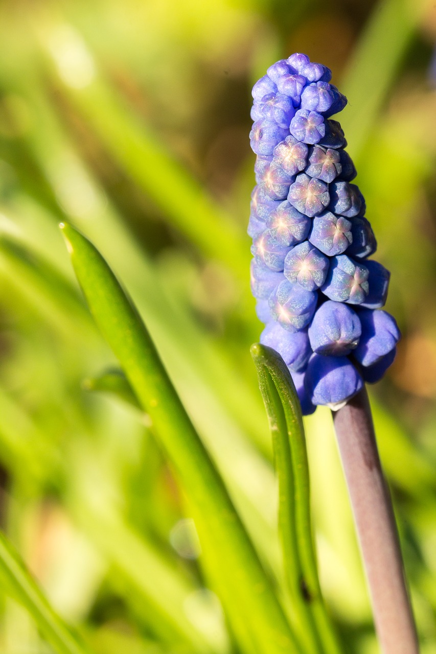 nature  plant  garden free photo