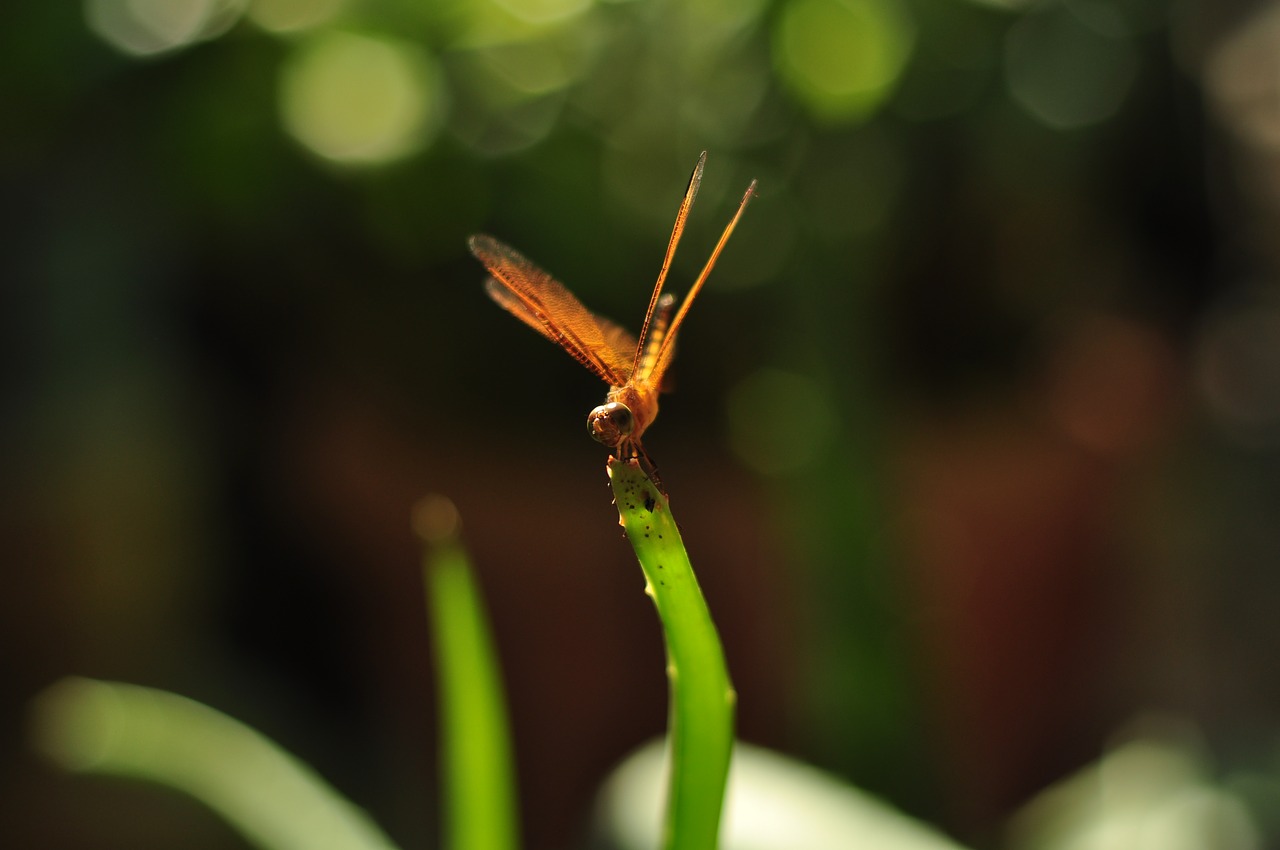 nature  leaf  flora free photo