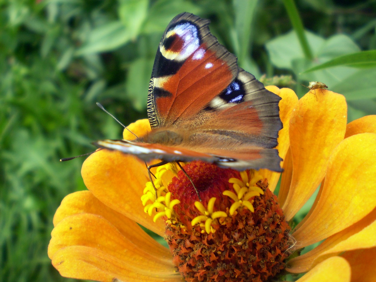 nature  flower  summer free photo