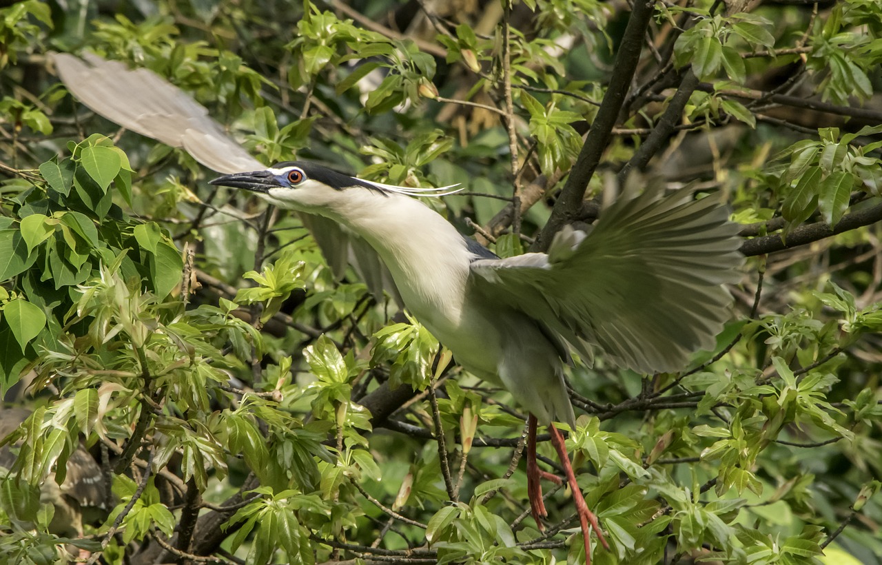 nature  bird  wildlife free photo